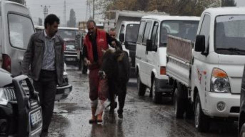 Erzurum Hayvan Pazarında Trafik Yoğunluğu