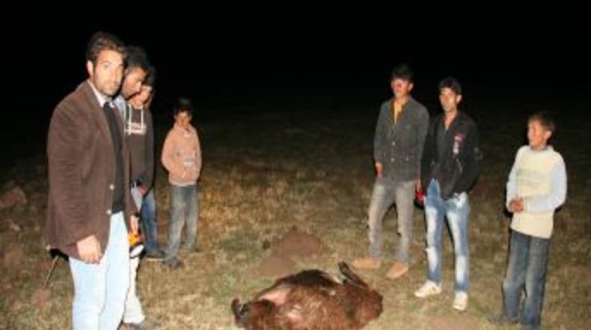 Iğdır'da A&ccedil; Kurtlar 68 Koyunu Telef Etti