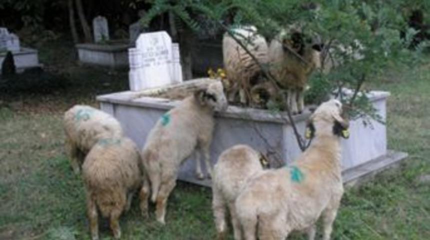 Kurbanlık Hayvanlar Mezarlığı İstila Etti