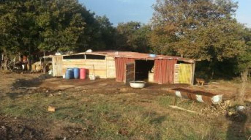 Kurbanlık Ineklere Haciz Şoku