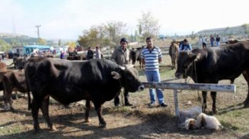 Kurbanlıklar Son Kez G&ouml;r&uuml;c&uuml;ye &Ccedil;ıktı