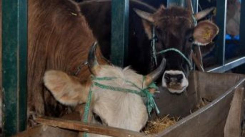 Eskişehir'de Kurbanlıklar Satıcıya G&ouml;re Ucuz, Vatandaşa G&ouml;re Pahalı