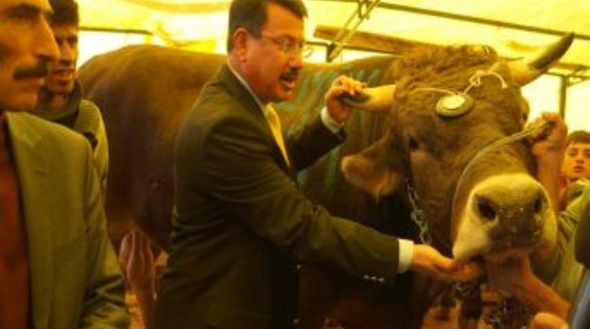 Hayvancılık Genel M&uuml;d&uuml;r Yardımcısı Bin 640 Kiloluk Boğayı Inceledi