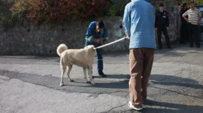 K&ouml;peğini Gezdiren Kadın Başka Bir K&ouml;peğin Saldırısına Uğradı, Silahlar &Ccedil;ekildi