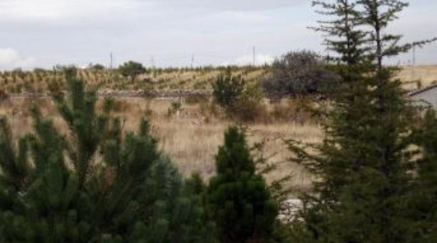 Esnafın Diktiği Fidanlar Orman Oldu