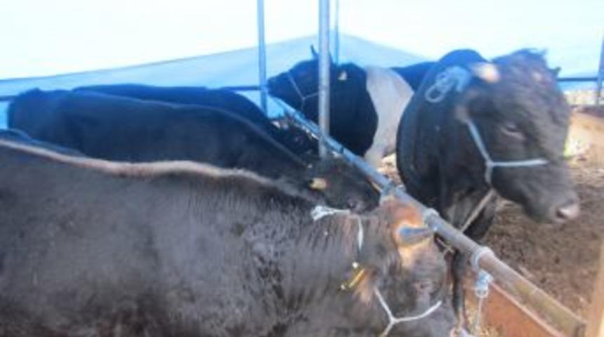 Kurban Pazarında M&uuml;şterilerini Bekleyen Esnaf, Satışların Azlığından Şik&acirc;yet&ccedil;i