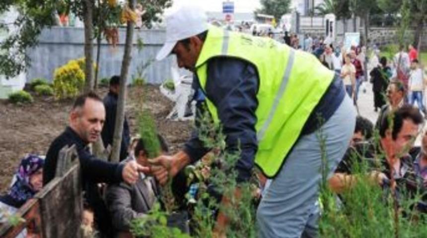 Mezarlıkta Ücretsiz Fidan Dağıtımı