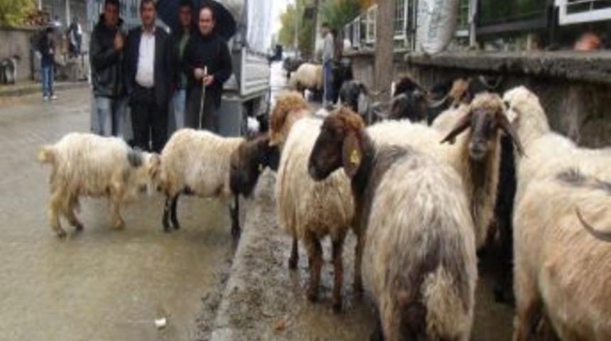 Kurbanlıklar Alıcı Bekliyor