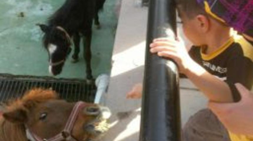 Minikler Bayram &Ouml;ncesi Evcil Hayvanlar Parkı&rsquo;nı Gezdi