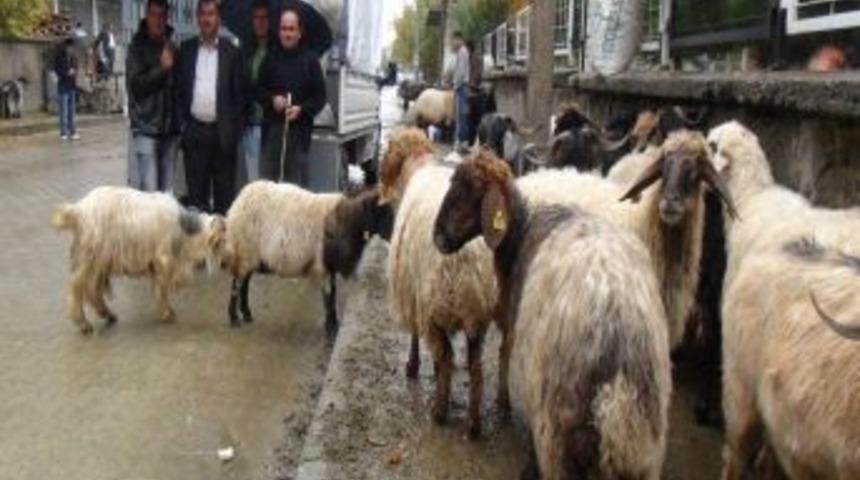 Bitlis&rsquo;te Kurbanlık &Ccedil;ok, Alıcı Yok