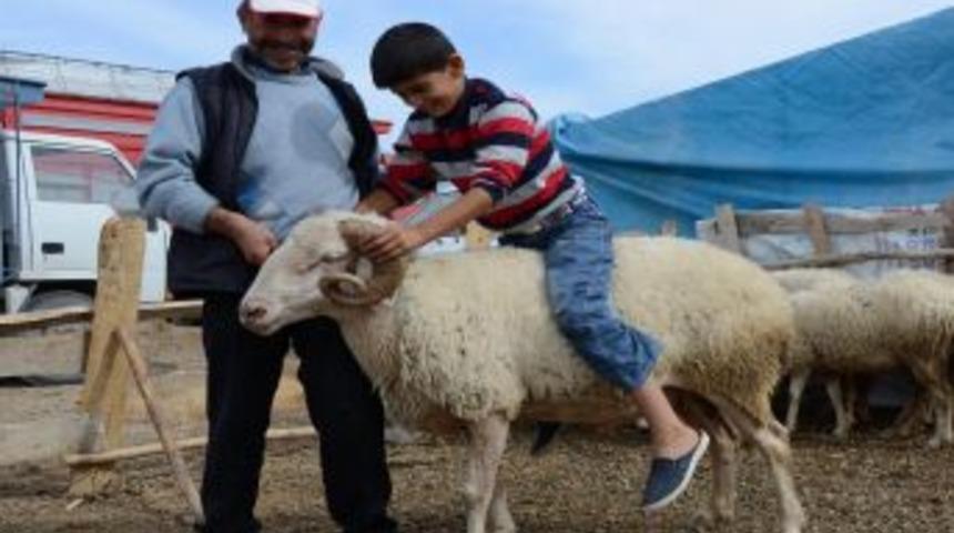 Pazarın En B&uuml;y&uuml;k Ko&ccedil;u Bin 200 Liraya M&uuml;şterisini Bekliyor