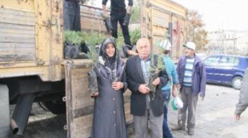 Yozgat Orman İşletme M&uuml;d&uuml;rl&uuml;ğ&uuml; Mezarlıkta Fidan Dağıttı