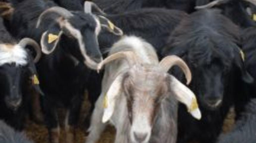 Hayvan Pazarı Arefe G&uuml;n&uuml; Canlandı