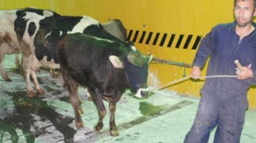 Bayrampaşa Belediyesi'nden Kurban Kesim Tatbikatı