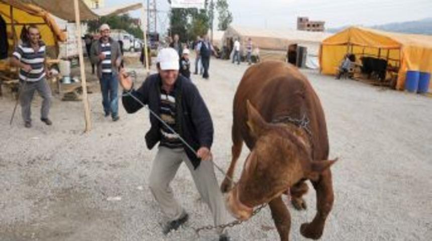 Bir Tonluk Boğalarla G&ouml;steri Yapıp M&uuml;şteri &Ccedil;ekmeye &Ccedil;alışıyorlar
