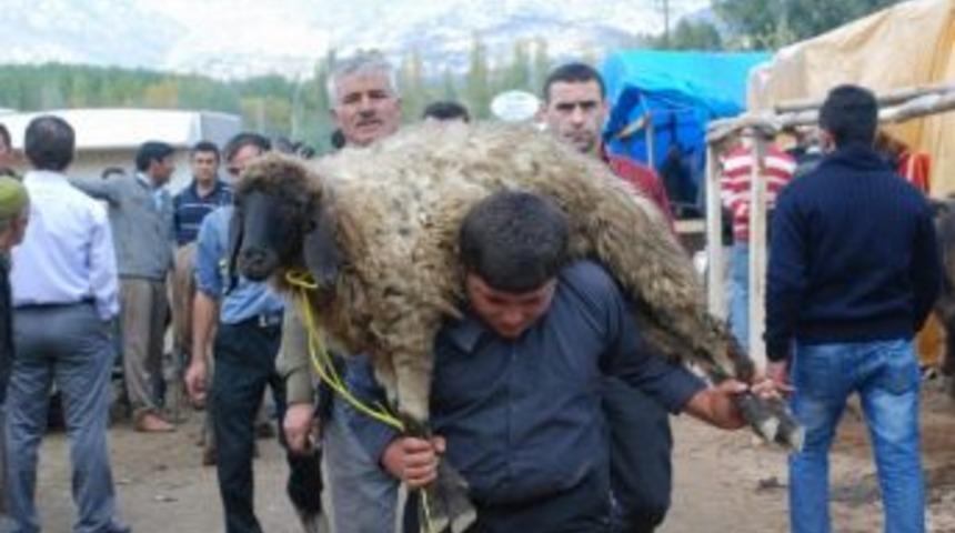 Tokat&rsquo;ta Kurbanlık Manzaraları