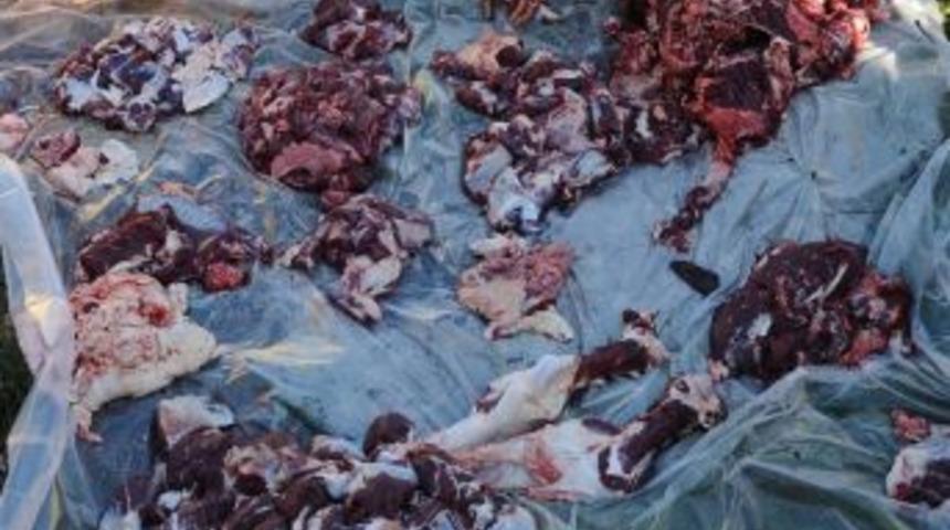 Ka&ccedil;ak Kurban Kesimi Yasak Dinlemedi