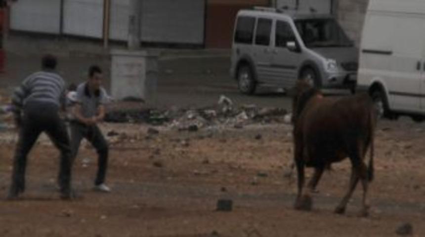 Şanlıurfa&rsquo;da Azgın Boğa Ortalığı Birbirine Kattı