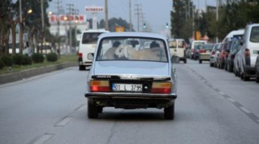 Dana Ferhat'a Rakip &Ccedil;ıktı, Bu Da Adana'nın Koyun Ferhat'ı