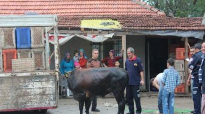 Fosseptik &Ccedil;ukuruna D&uuml;şen Kurbanlık Tosunu Itfaiye Kurtardı