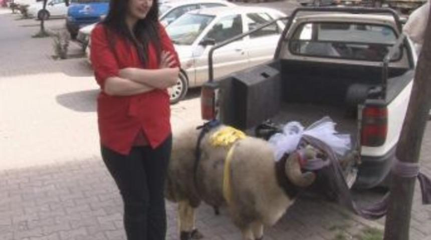 Kurbanlığı Gelinlik Kız Gibi S&uuml;slediler