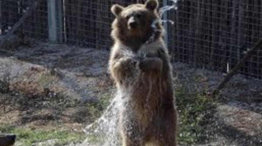 Değmeyin Duman'ın Banyo Keyfine