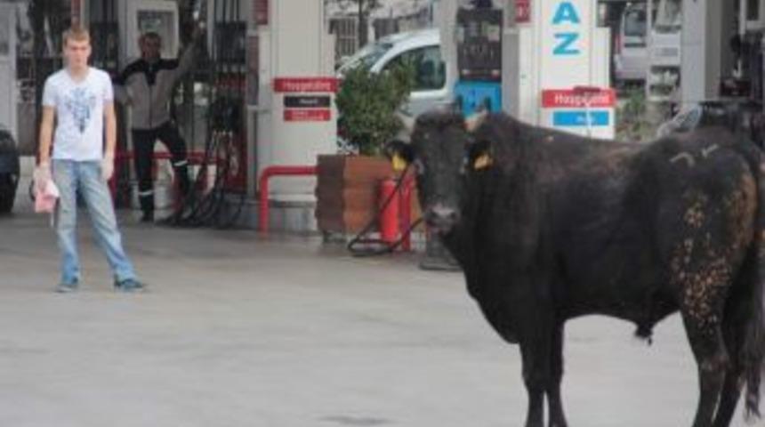 Ka&ccedil;an Boğaları Kurban Timleri Etkisiz Hale Getirdi