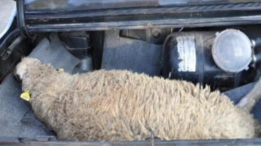 Kırklareli'de Kurbanlıklar Kesilmeye Başladı