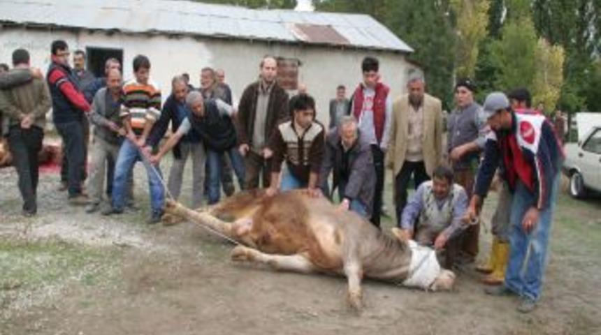 Bayram Namazı Ardından Vatandaşlar Kurbanlıklarını Kesti