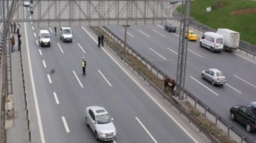 Kurbanlık Boğa TEM'de Trafiği Aksattı