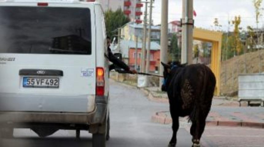 Ka&ccedil;an Boğa Zor Anlar Yaşattı