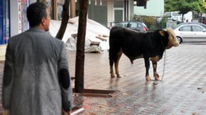 Malatya'da 3 Kilometre Ka&ccedil;an Kurbanlık, Kesilmekten Kurtulamadı
