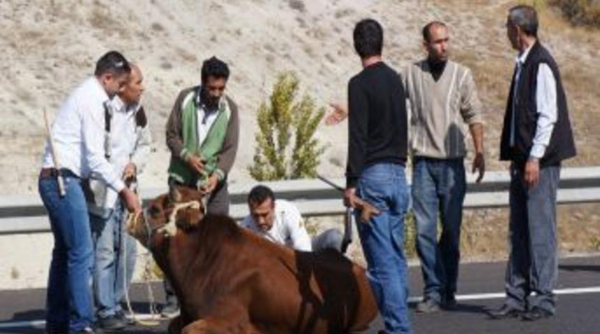 Ka&ccedil;an Boğa, Esenboğa Protokol Yolu'nda Trafiği Kilitledi