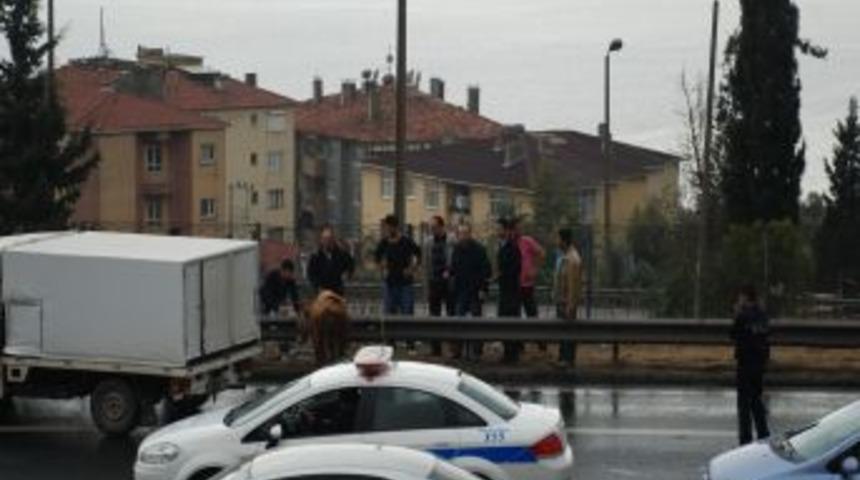 Ka&ccedil;an Dana, TEM'de Trafiği Birbirine Kattı