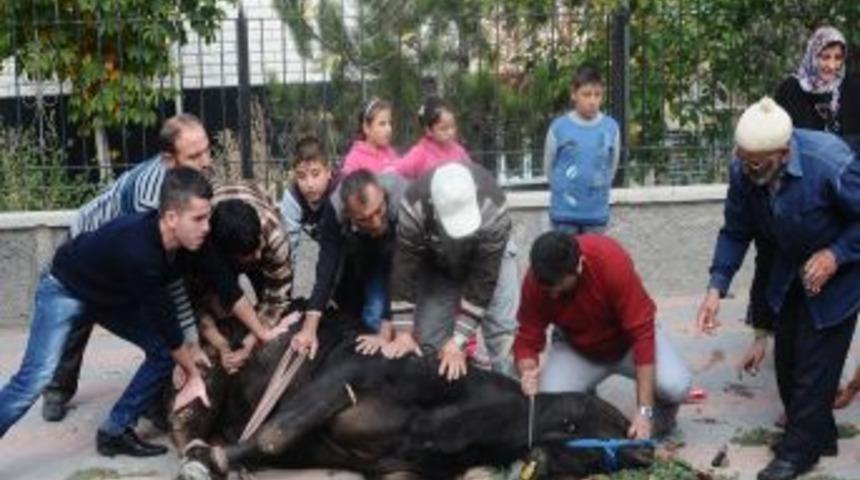 Ka&ccedil;an Boğayı Balığa Giden Kasap Kesti