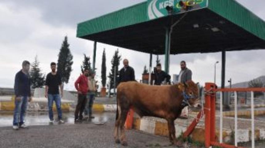 &Ccedil;ılgın Boğa