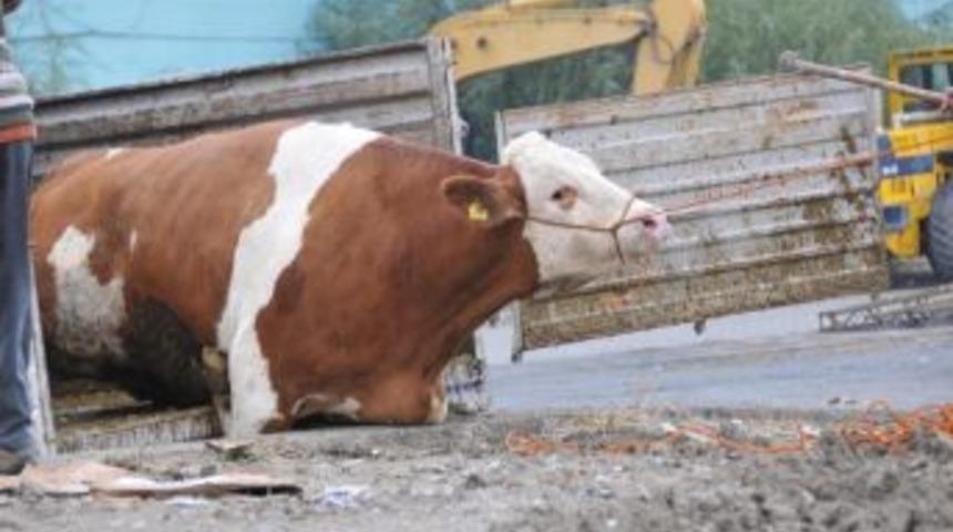 Van&rsquo;da Kurbanlar Kesilmeye Başlandı