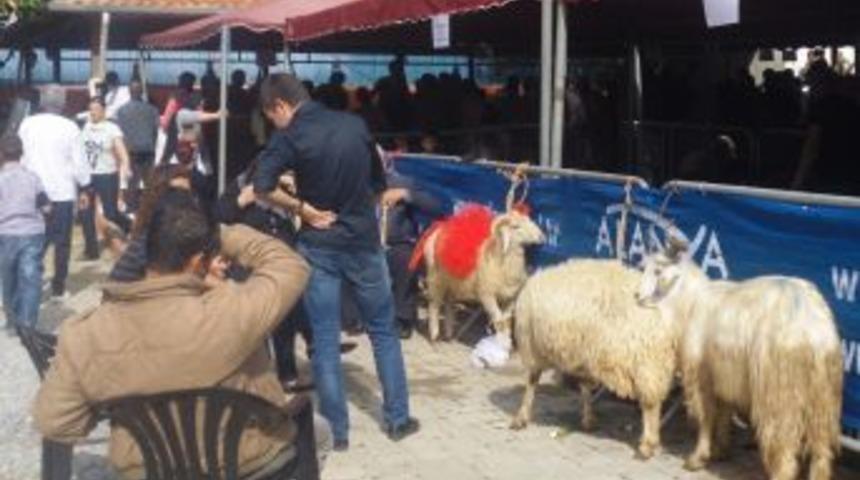 Alanya&rsquo;da Kurbanlık Kesilirken &Ccedil;ocuklar Sinema Izledi