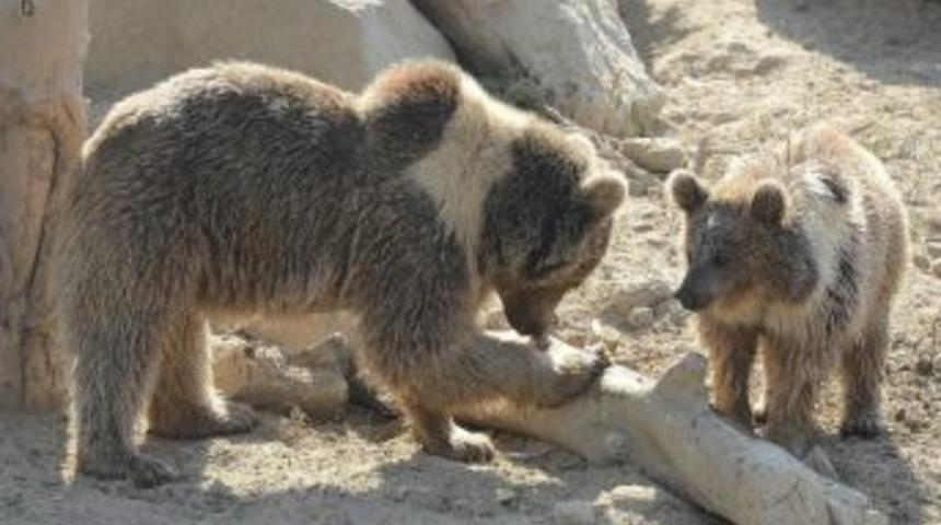 Yavru Ayı Duman Ziyaret&ccedil;ilerin İlgi Odağı Oldu