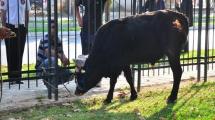 Kesim Merkezinden Ka&ccedil;an Dana Denize Atladı