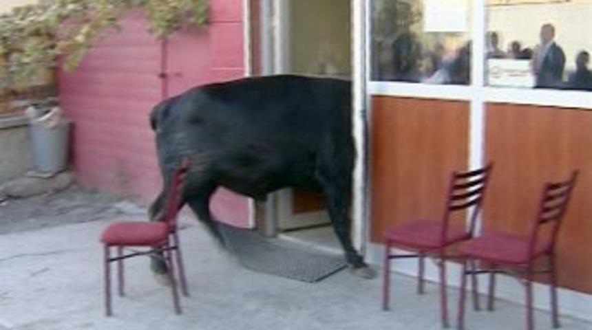 Kurbanlık Boğa Kahvehaneyi Birbirine Kattı