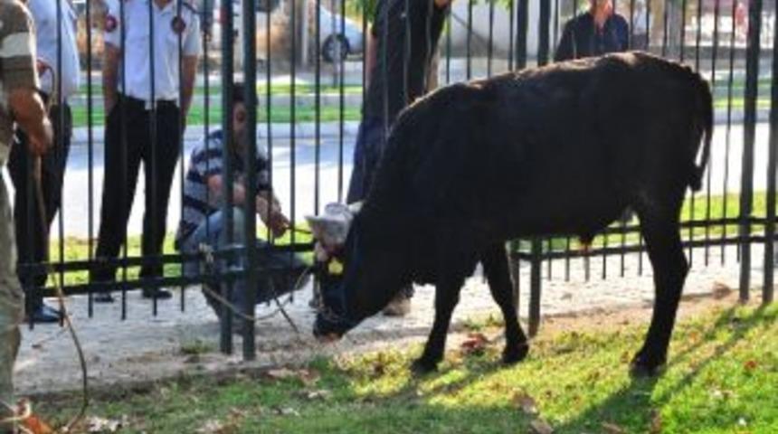 Kesimden Ka&ccedil;an Dana