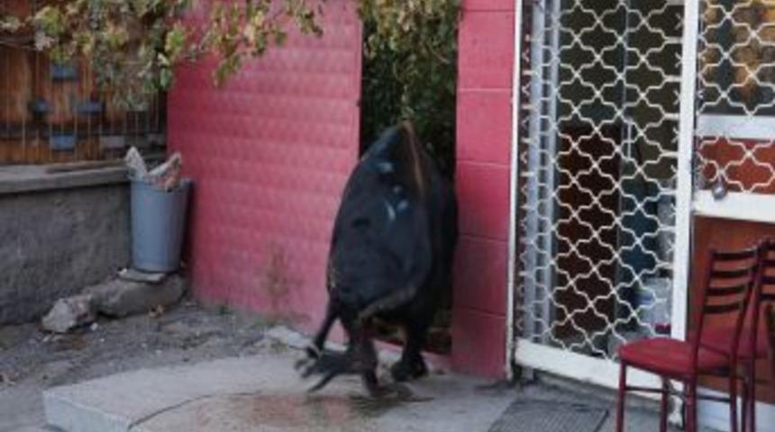 Kahvehaneyi Birbirine Katan Boğa Bı&ccedil;aklandı