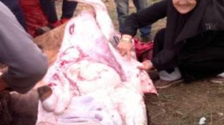 Kadın Kasap Erkeklere Taş &Ccedil;ıkarttı