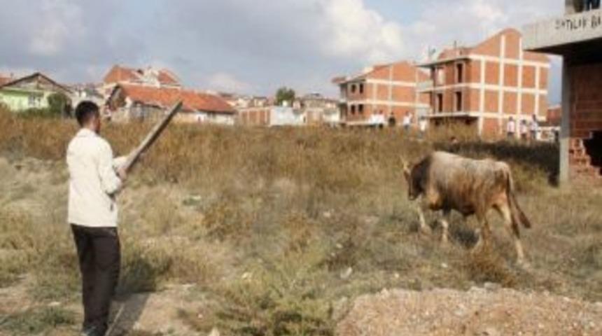 Kurbanlığı T&uuml;fekle Vurarak Etkisiz Hale Getirdiler