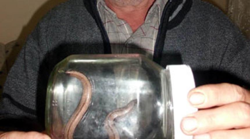 &Ccedil;ift kafalı yılan şaşırtıyor