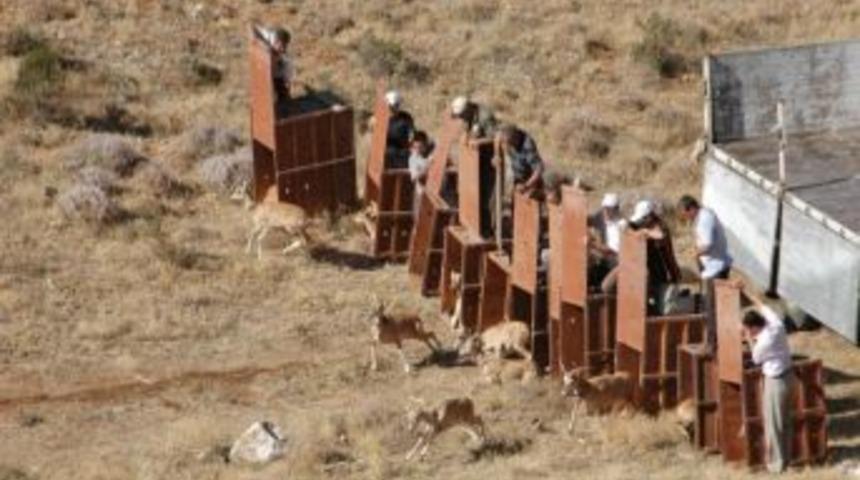 Hayvan Ticareti Yapanlar Ve Ka&ccedil;ak Avlananlara 611 Bin Lira Ceza Kesildi