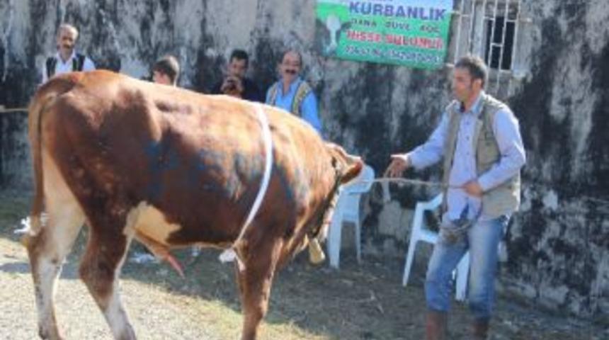 Promosyonlu Kurbanlık Tek Tek Satıldı