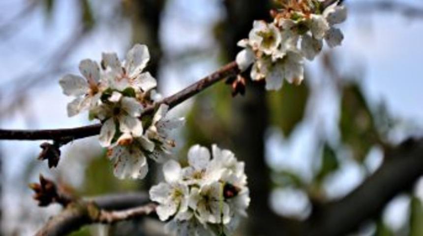 Kiraz Ağa&ccedil;ları Ekim Ayında &Ccedil;i&ccedil;ek A&ccedil;tı