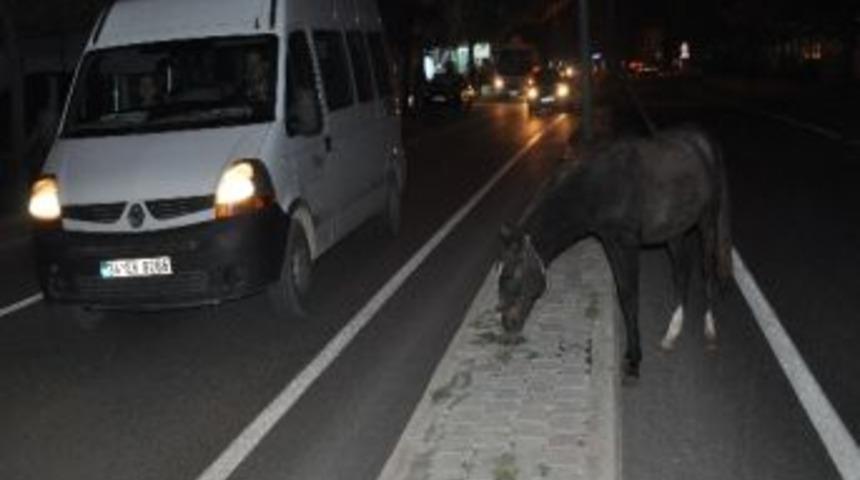 Başıboş Atlar Sürücülere Zor Anlar Yaşatıyor